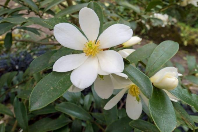 Αειθαλής Magnolia 'Summer Snowflake' (Magnolia dianica), αειθαλείς θάμνοι