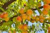 Pruning a peach tree: instructions from the expert