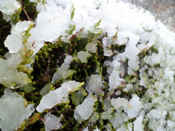 Cypress ป้องกันความเสี่ยงในหิมะ