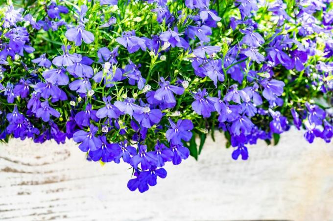 Wierny mężczyznom z niebieskimi kwiatami