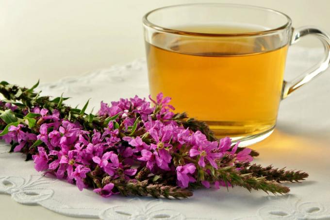 Vijolični čaj iz cvetov luskavice