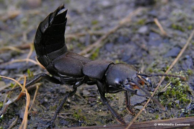 Skimmelbille, sort (Ocypus olens), sort bille med vinger