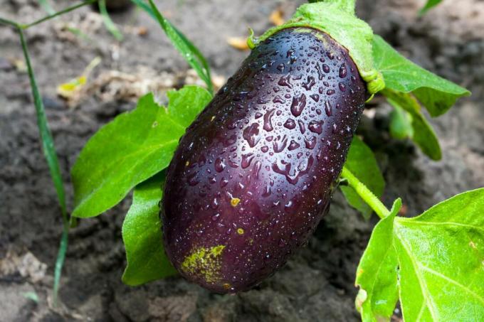 Eggplant on plant