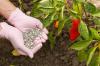 Gnojiti papriko: kdaj, kako in katero gnojilo?