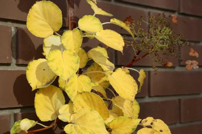 Climbing hydrangea with yellow leaves on the wall