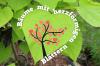 14 alberi con grandi foglie a forma di cuore
