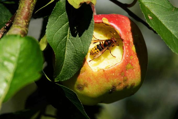 Hornet on the apple