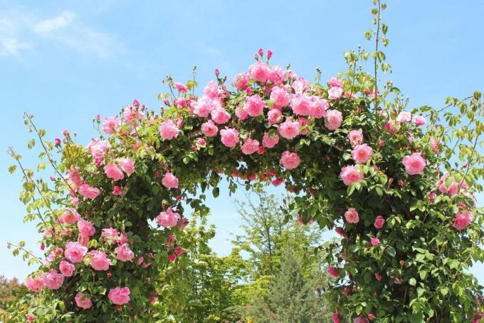 Arche de roses