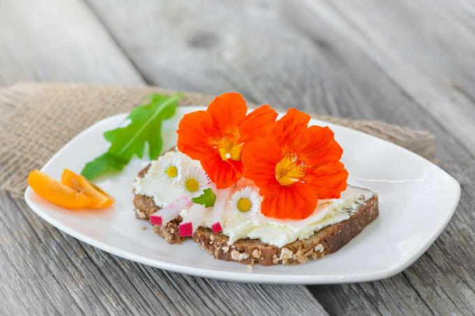 Blossoms of nasturtium on a bread with cream cheese