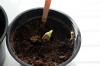 Abóbora: plantando, cuidando e colhendo