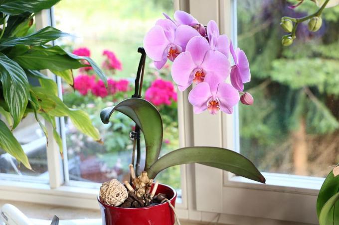 Orquídeas Phalaenopsis (Phalaenopsis)