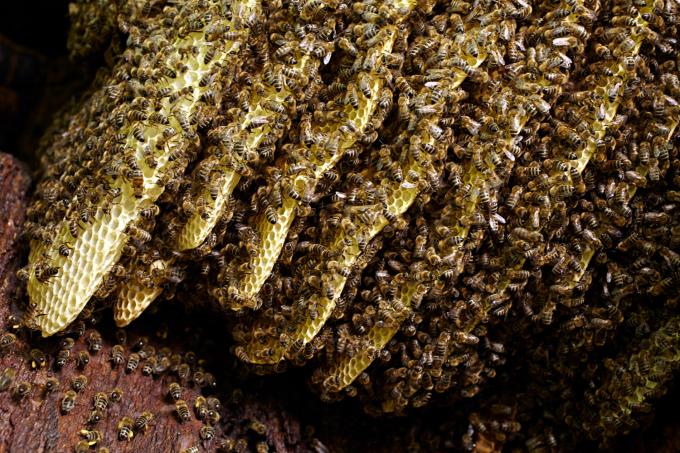 fabrication de nids d'abeilles