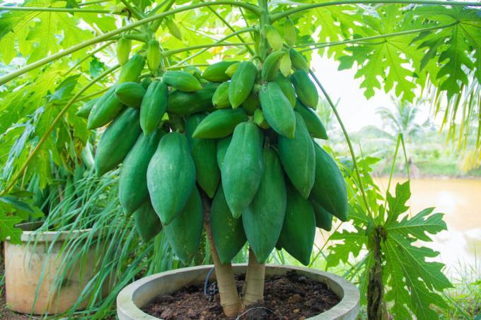 culture de la papaye