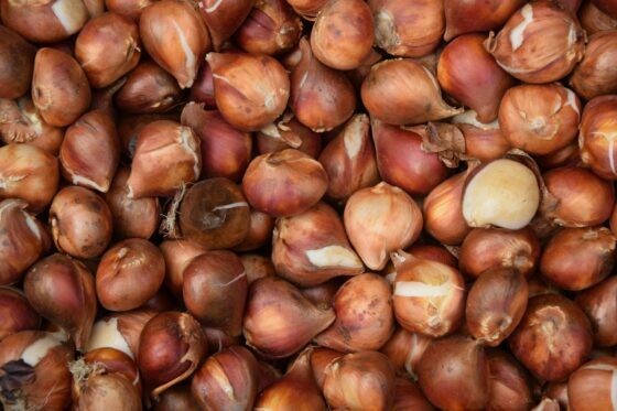Tulip bulbs: storing in summer & overwintering properly