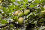 Заубергау Ренетте: Укус и узгој јабуке