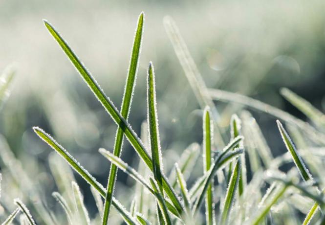 Frozen blade of grass