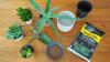 Repot succulents: video instructions & tips