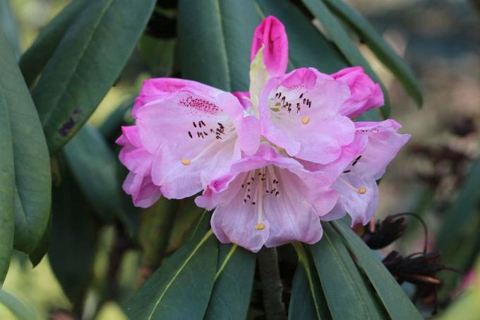 Rhododendron with pink flower color