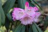 Période de floraison: quand le rhododendron fleurit-il ?