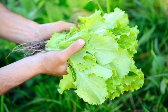 Høste salat frisk fra hagen for hånd