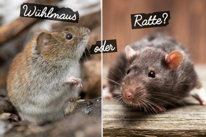 Vole or rat?