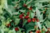 Szpinak truskawkowy: sadzenie, pielęgnacja i nie tylko
