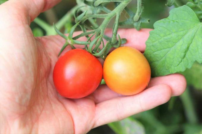 Tomater på busken