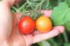 Mēslot tomātus ar cepamo pulveri/sodu: 3 iemesli