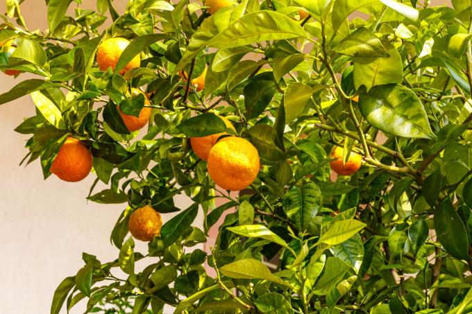 Karvas appelsiini hedelmillä
