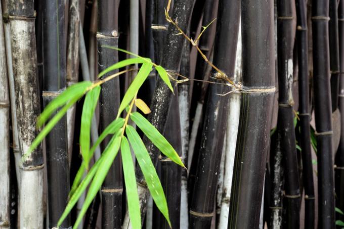 Zwarte bamboe hoogte
