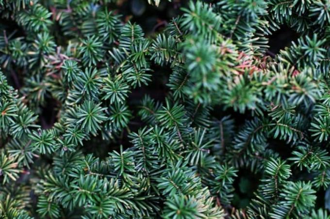 Dwarf balsam fir (Abies balsamea 'Nana')