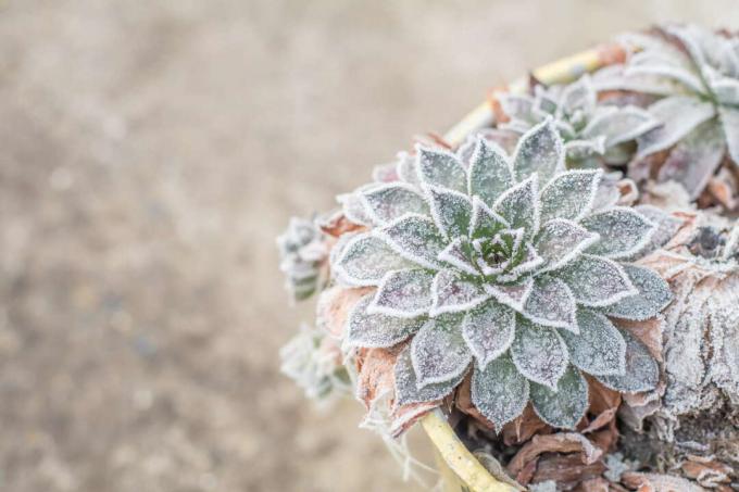 Succulents in the winter frost