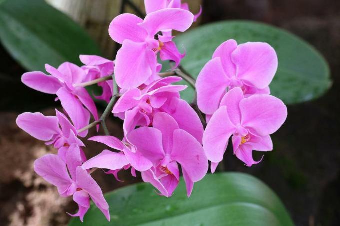 Betegségek az orchideákban