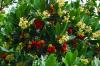 स्ट्राबेरी का पेड़: रोपण और देखभाल के लिए टिप्स