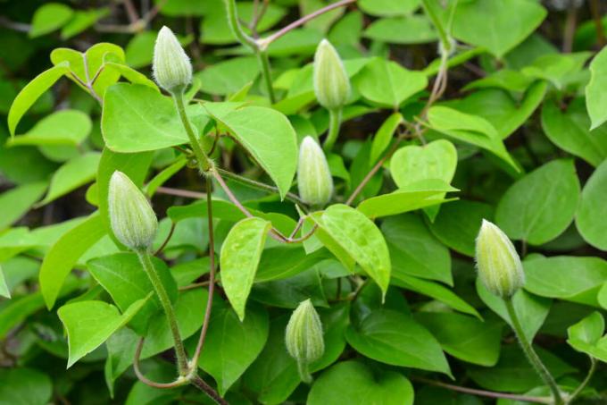 green leaves of a clematis