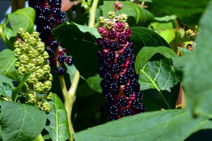 Pokeweed Fitolacca 