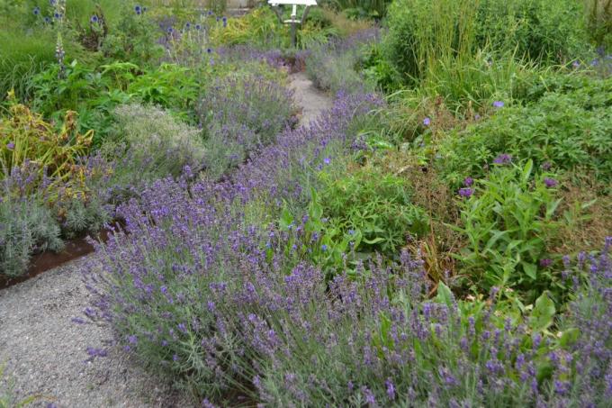 Lavender as a bed border
