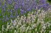 White lavender: properties & needs