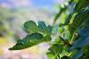 Смокиня: всичко, което трябва да знаете за смокините в градината