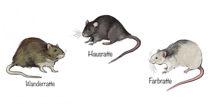 Tre specie di ratti in Germania