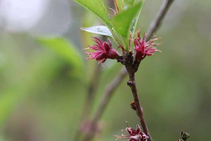 Kwiat brzoskwini - Prunus persica