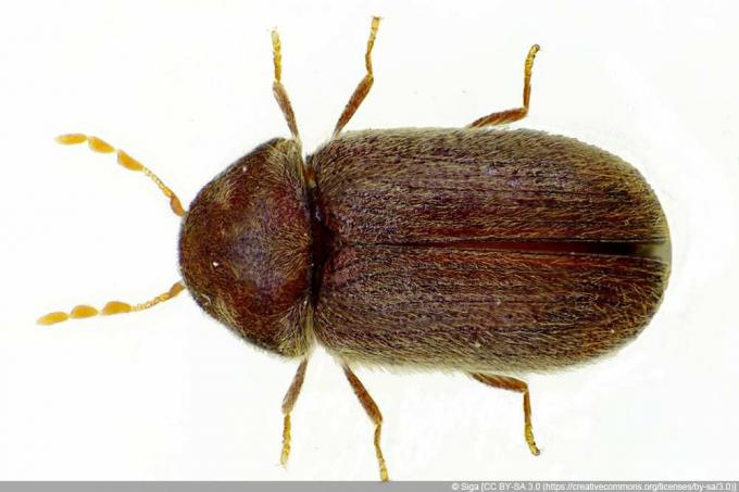 Escarabajo del pan - Stegobium paniceum