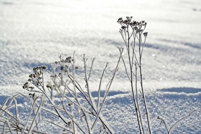 Бял равнец в поле, пълно със сняг