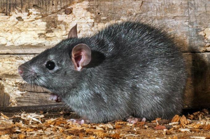 Rat noir (Rattus rattus)