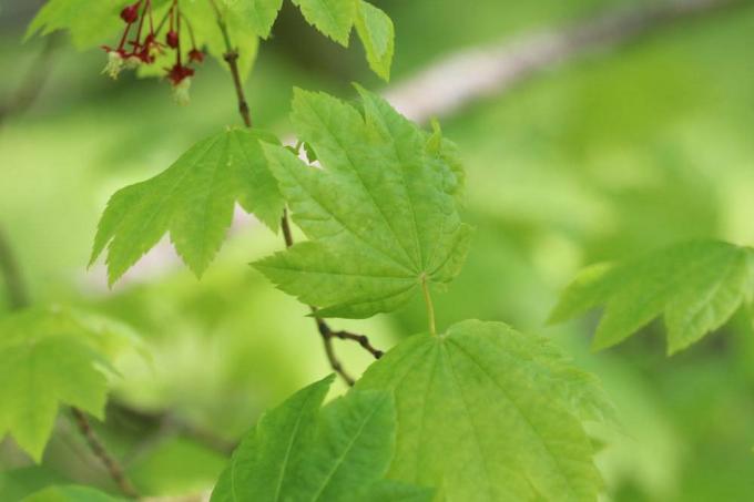 Acer circinatum, bordo de folha de uva