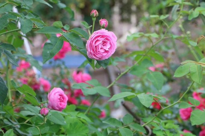 Rožė " Constance Spry"