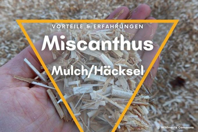 Miscanthus MulchHäcksel: avantages & expériences - photo de couverture