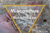 Miscanthus malç / saman: avantajlar ve deneyimler