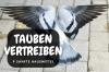 Ideell beskyttelse: drive bort duer med hjemmemedisiner