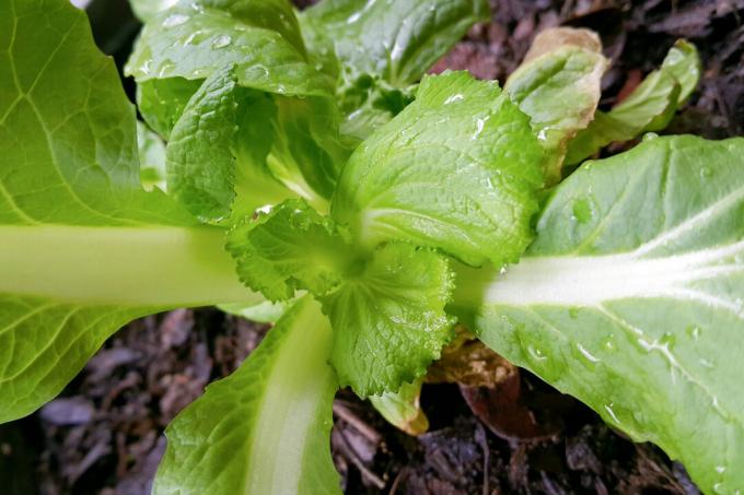 Young Chinese cabbage in flower bed